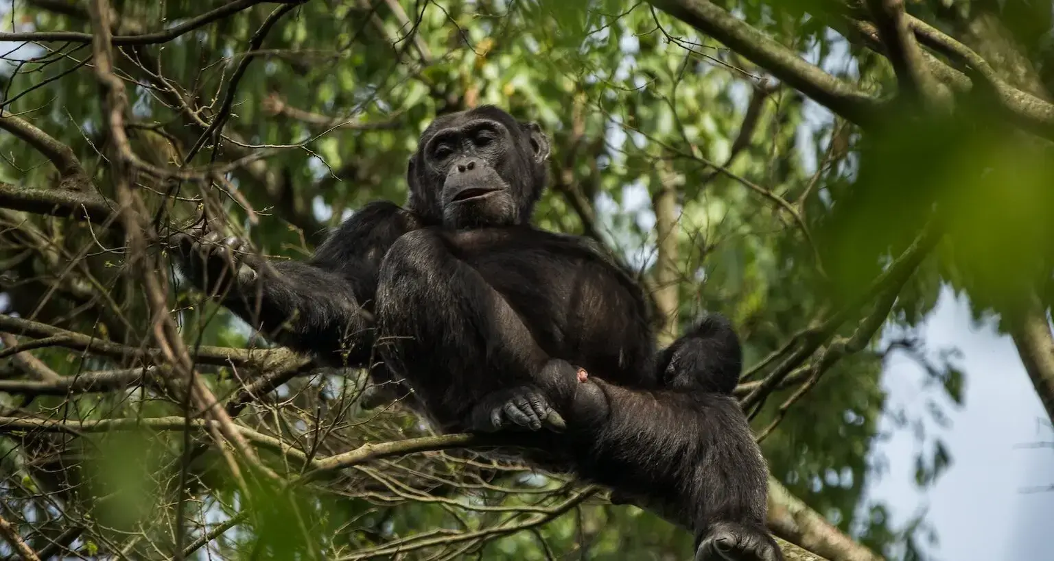 Vista parcial de una cadena montañosa en el Parque Nacional Virunga.