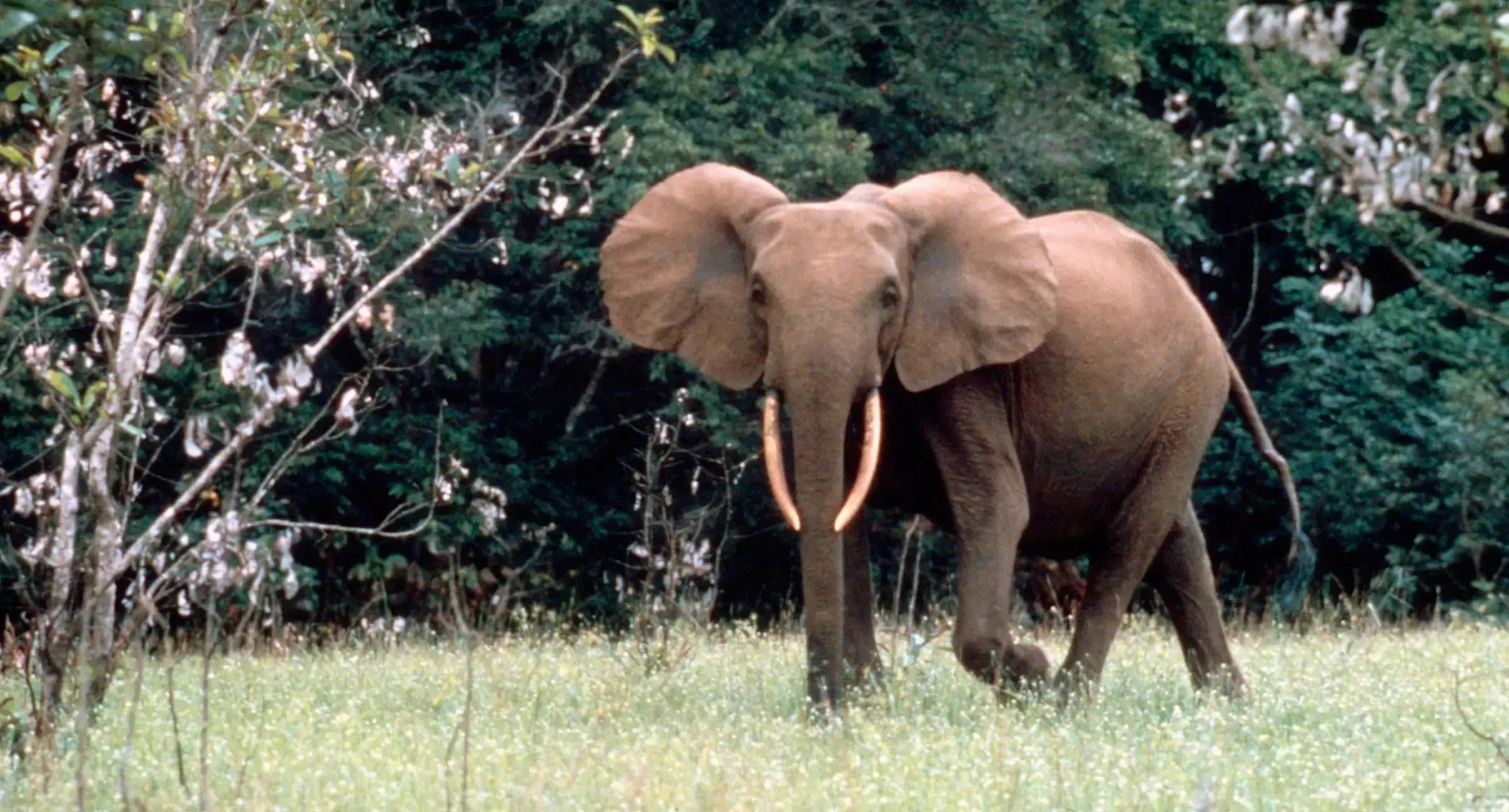 Elefante de bosque en Gabón.