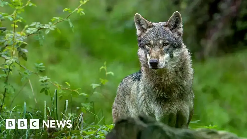 Imagen de archivo de un lobo