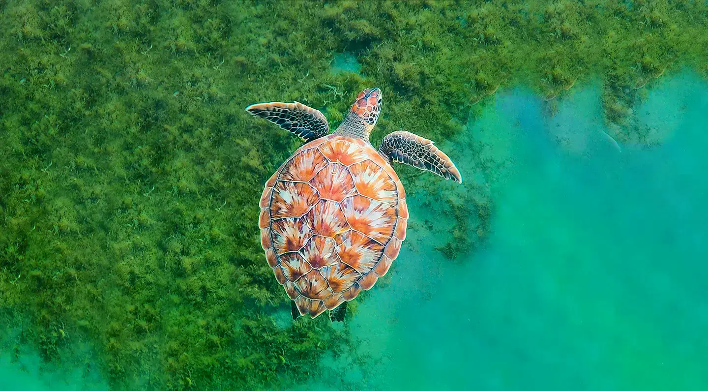 Cymodocea nodosa, también conocida como hierba de Neptuna pequeña, en España.