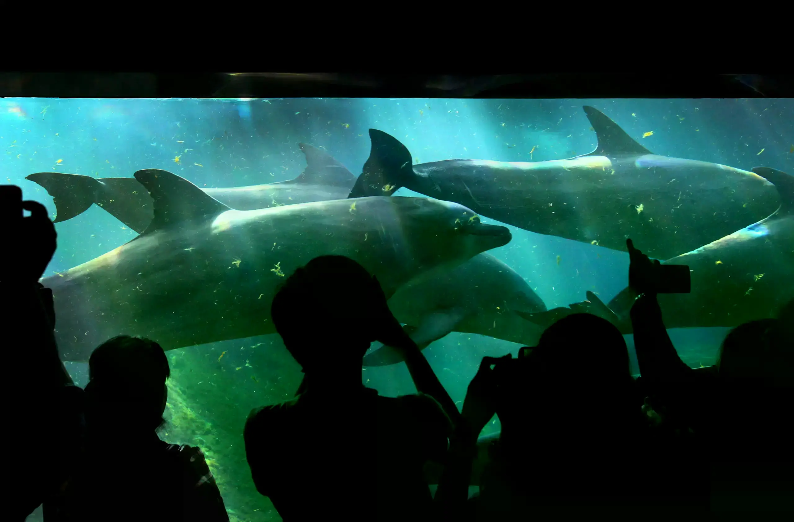Visitantes observan una exhibición de delfines en el Oceanario de Resorts World Sentosa en Singapur.