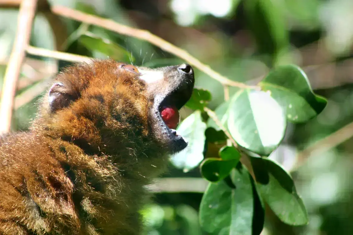 Un lémur comiendo una guayaba fresa.