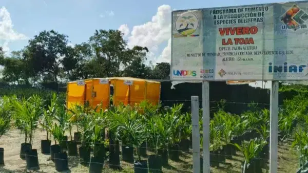 Vivero de plantines de palma africana o aceitera en el Beni.