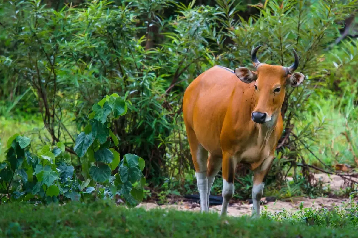 Banteng fotografiados en el Santuario de Vida Silvestre Huai Kha Khaeng, Tailandia.