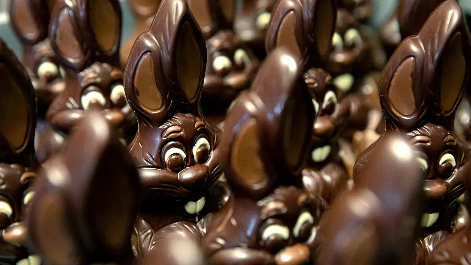 Conejos de chocolate esperan ser decorados en una chocolatería en Lonzee, Bélgica.