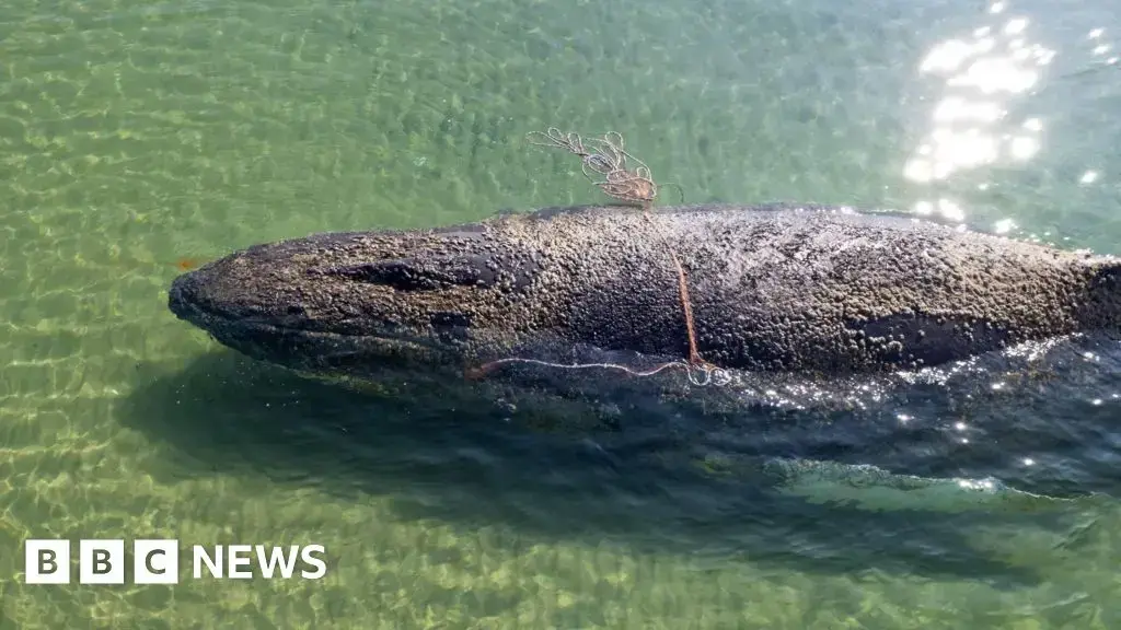 Rescatistas intentan ayudar a la ballena jorobada cerca de Travemünde.