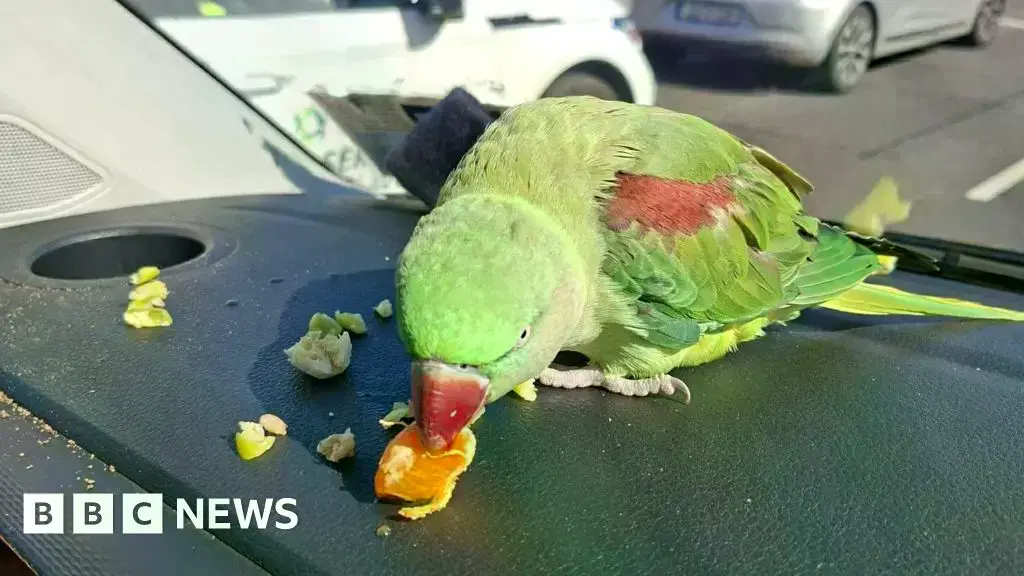 El loro fue llevado a la comisaría de policía del aeropuerto.
