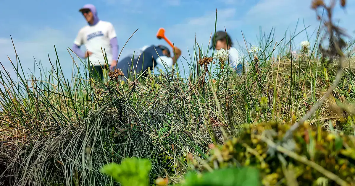 Biólogos extraen un testigo de suelo en la tundra de Alaska para analizar la diversidad de hongos micorrízicos.