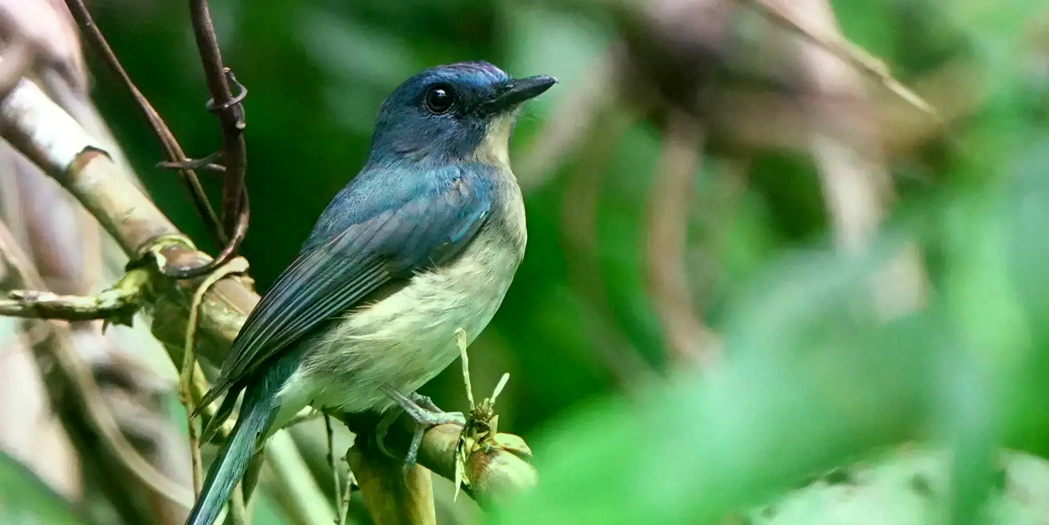 El papamoscas pechirrufo, vulnerable, fotografiado en la isla de Luzon en marzo de 2025.