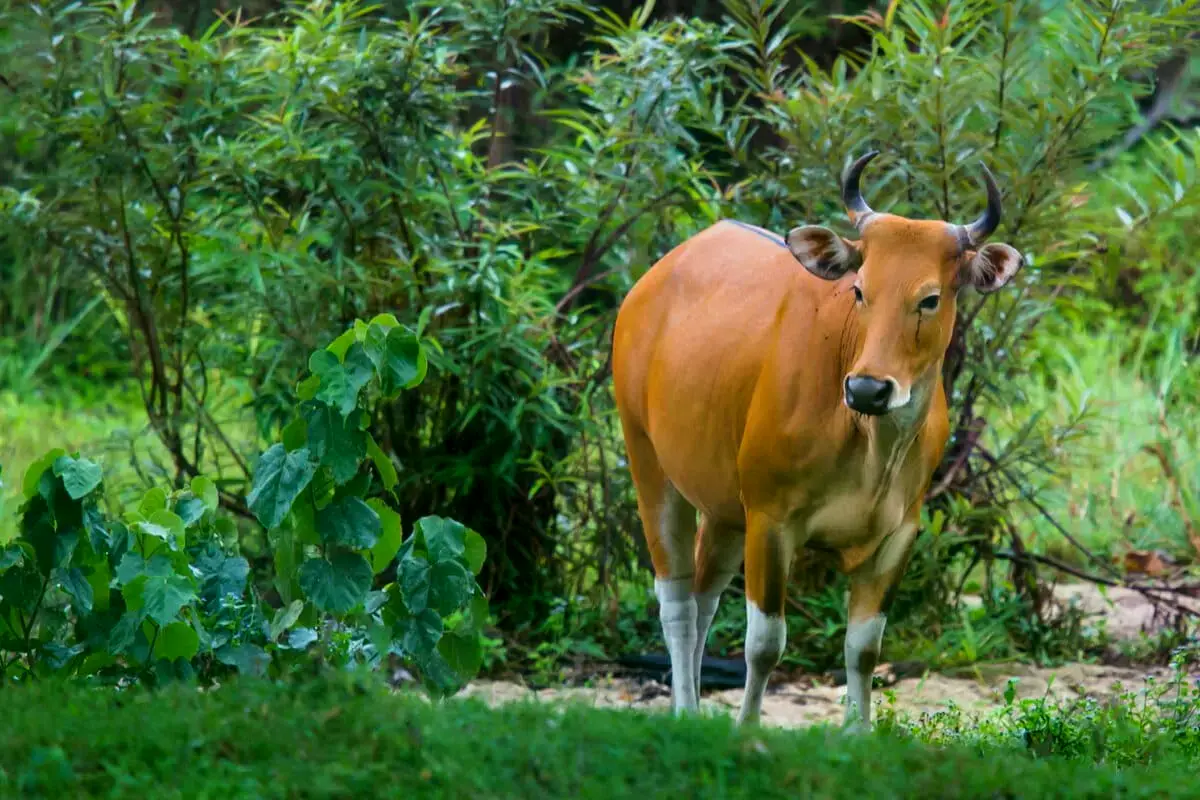 Banteng fotografiados en el Santuario de Vida Silvestre de Huai Kha Khaeng, Tailandia.