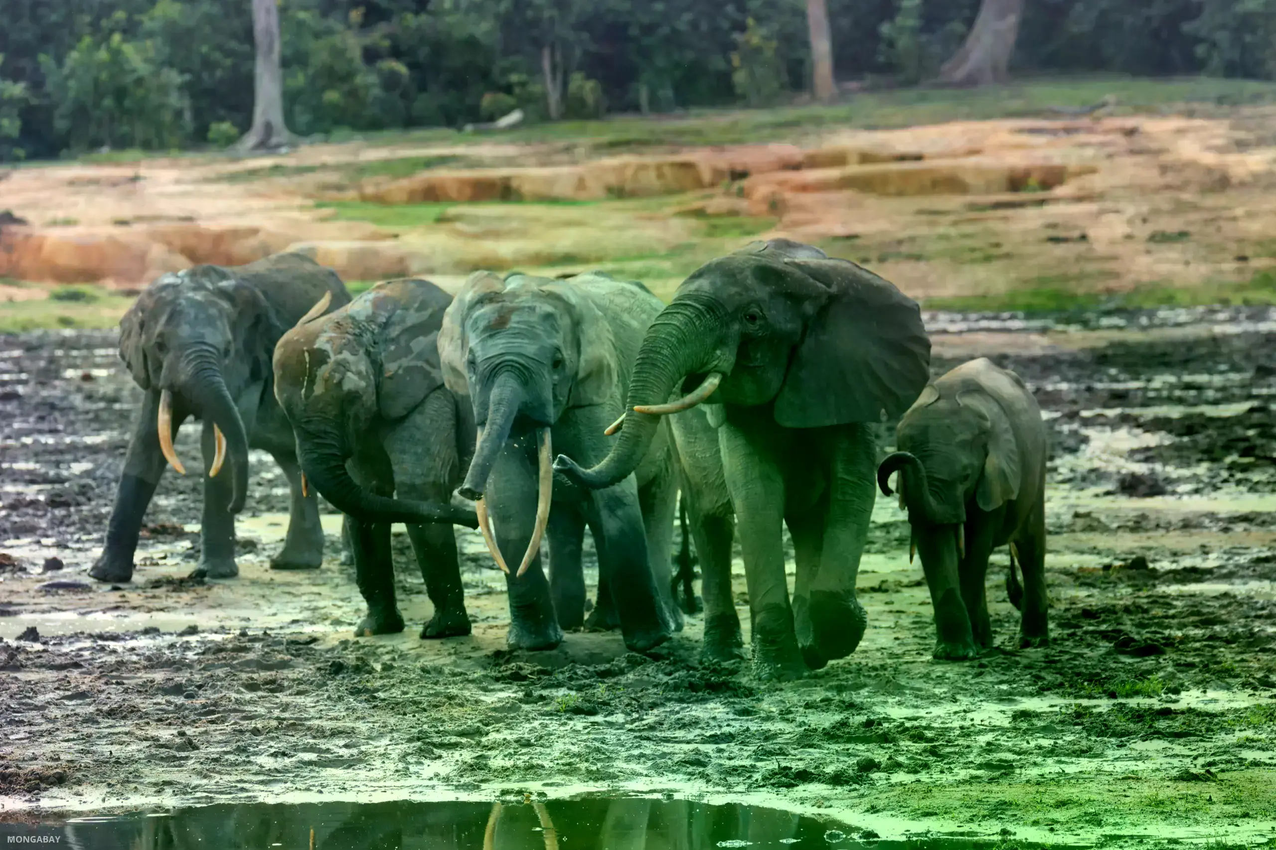 Elefantes de bosque en el claro de Dzanga Bai, en el Parque Nacional Dzanga-Sangha.