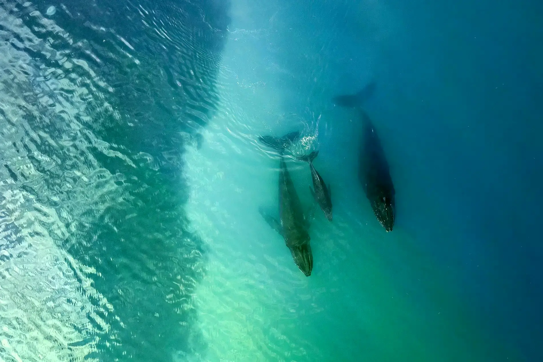 Peces de arrecife en un Área Marina Protegida en la isla de Mnemba, Zanzíbar.