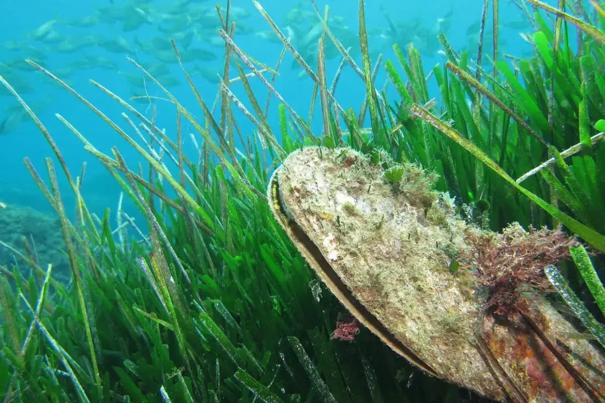 Pradera de Posidonia oceanica en aguas entre Marsella y Niza, con salemas (Sarpa salpa) al fondo.
