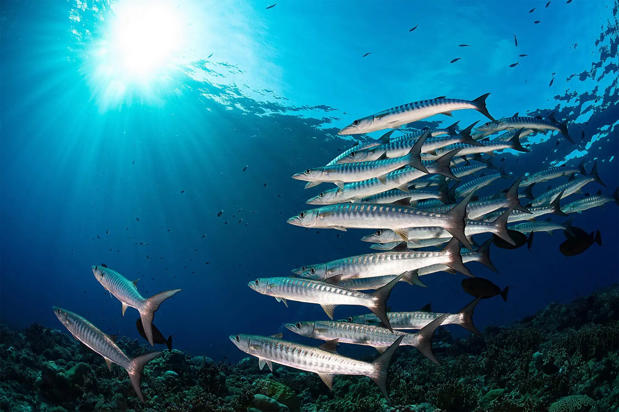 Un tiburón sedoso, una de las especies con stocks transfronterizos comunes.