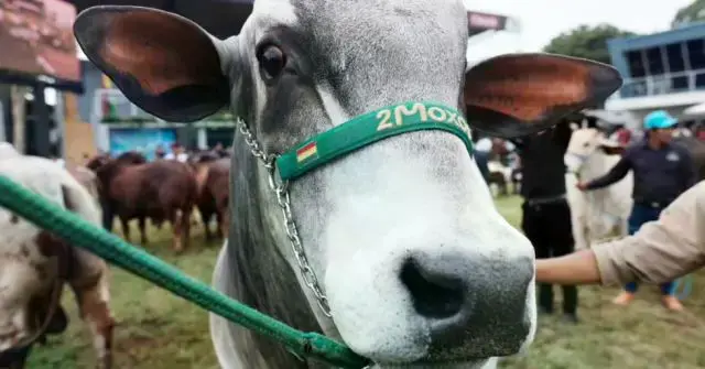 Una muestra de ganado vacuno en la feria Agropecruz.
