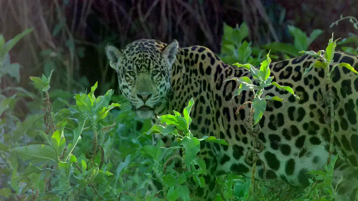 Un jaguar en su hábitat natural.