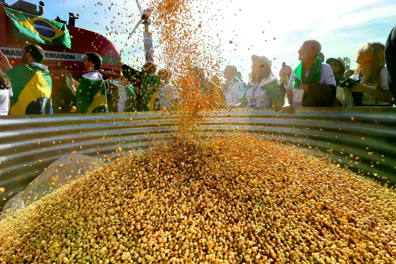 Ganado brasileño en un pastizal. La industria ganadera ha sido la principal causa de deforestación en Brasil.