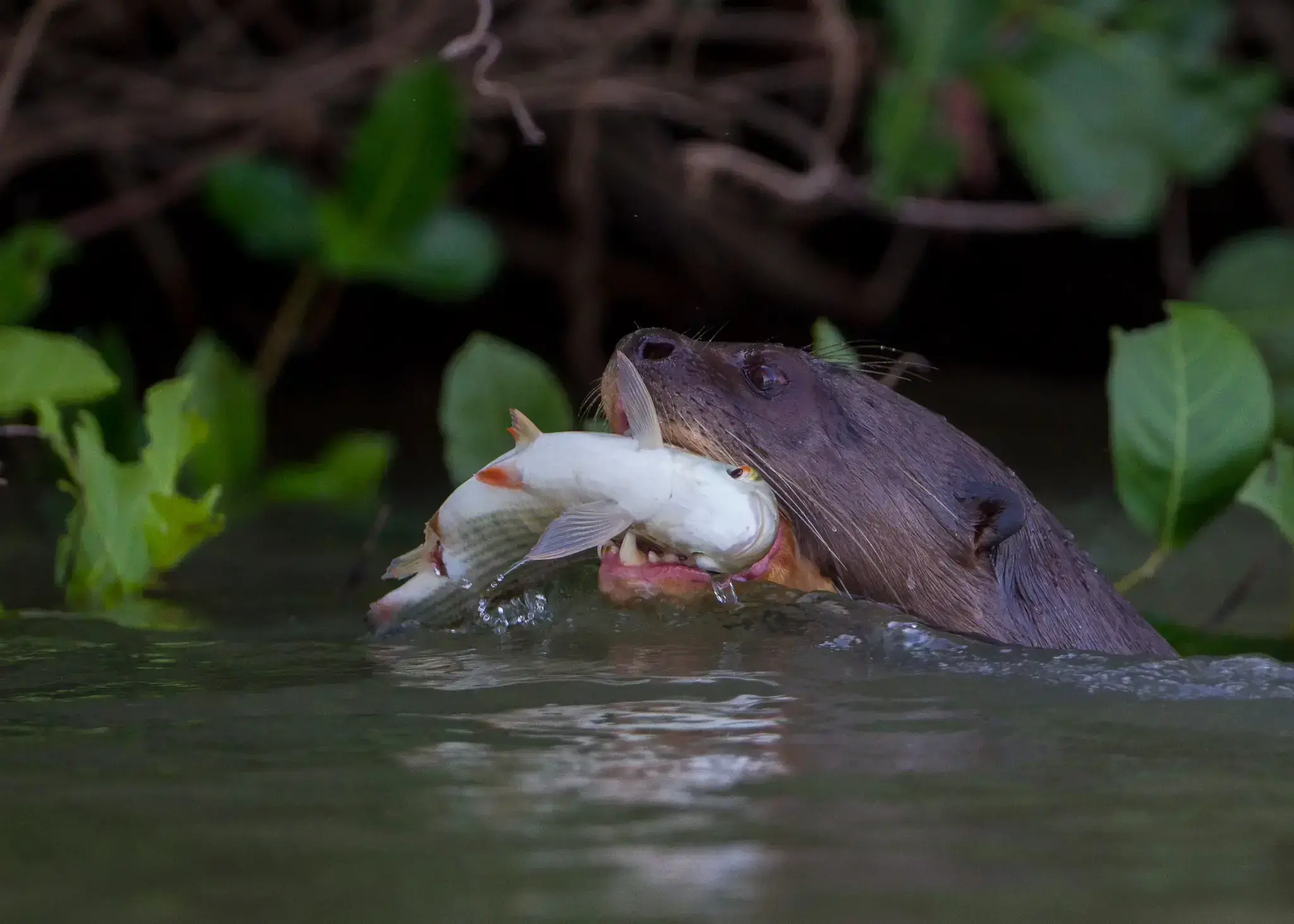 Nutria gigante pescando en un río del Pantanal.