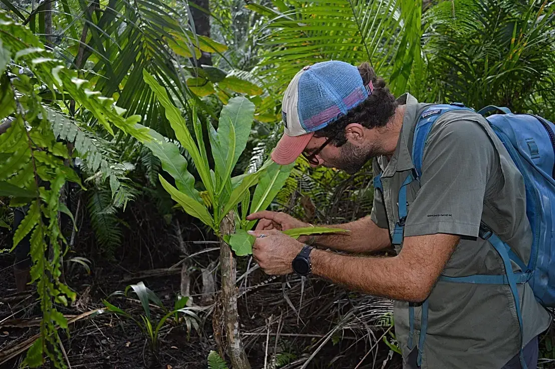 Andrea Bianchi examina una especie de Anthocleista en la Reserva Forestal de Ngezi.