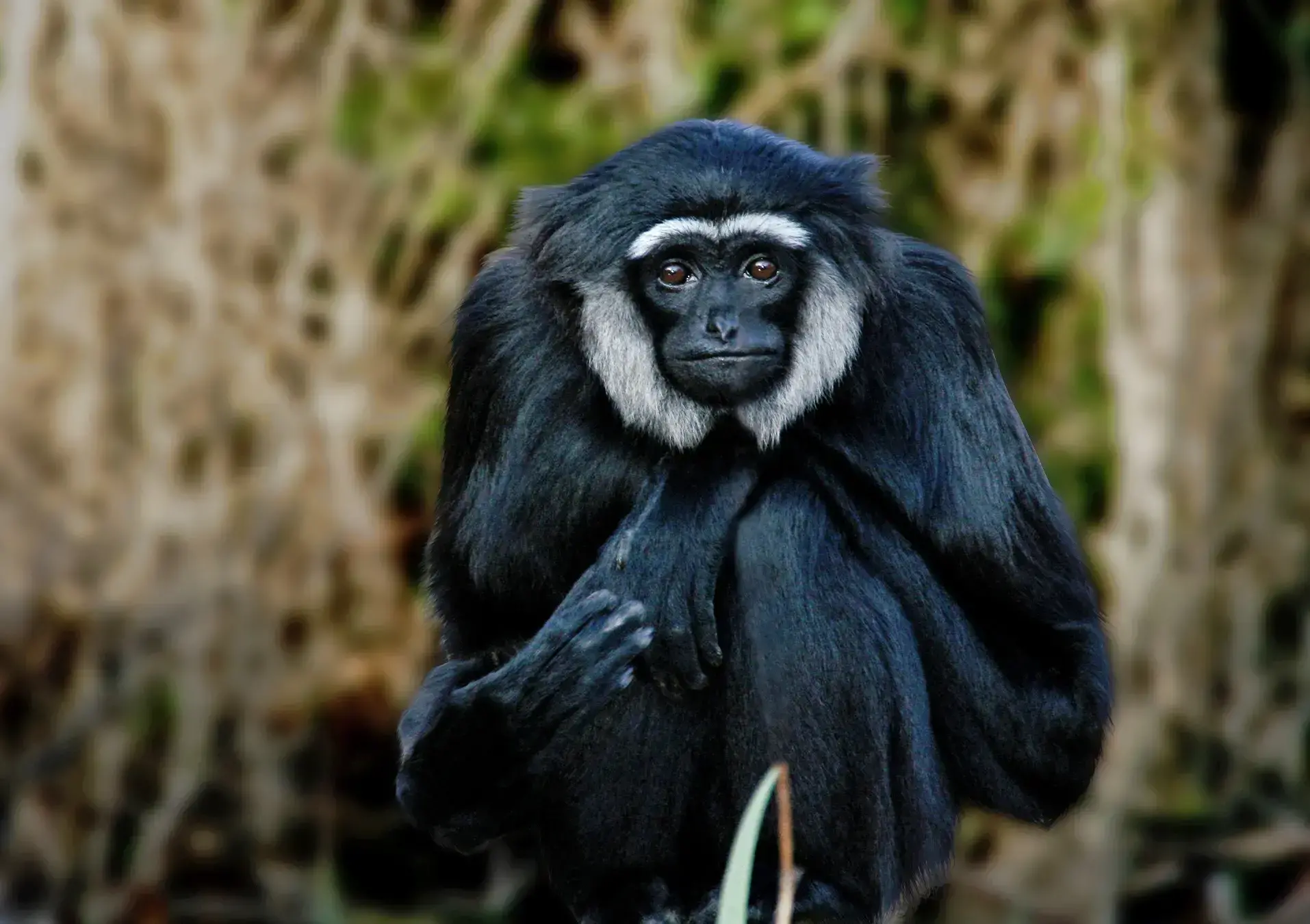 Un gibón siamang decomisado en Chennai, India, en agosto de 2024.