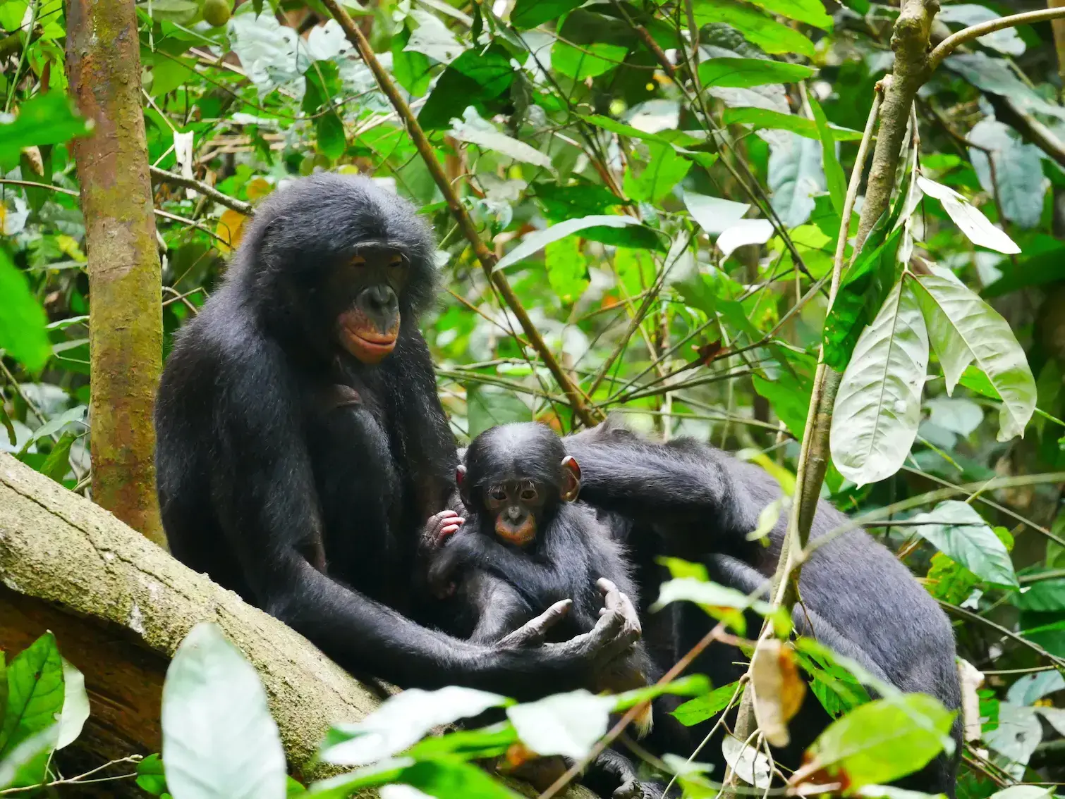 Un bonobo en la Reserva Kokolopori, lugar del estudio.