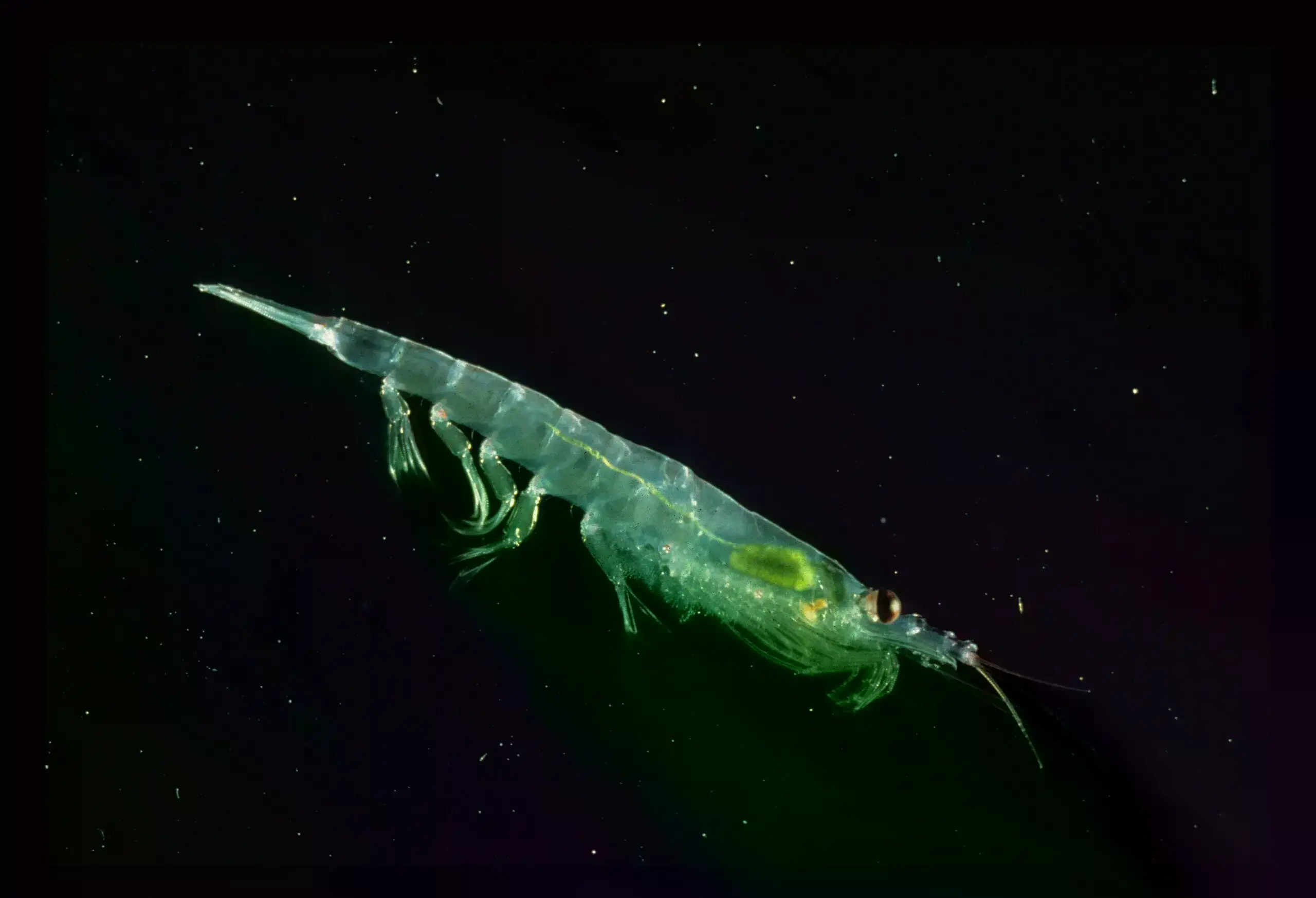 Krill antártico (Euphausia superba), especie clave en la base de la red alimentaria.