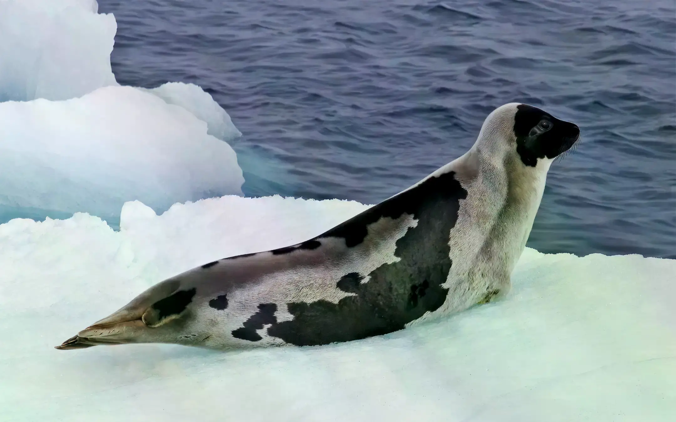 Una foca de casco adulta en el Ártico.