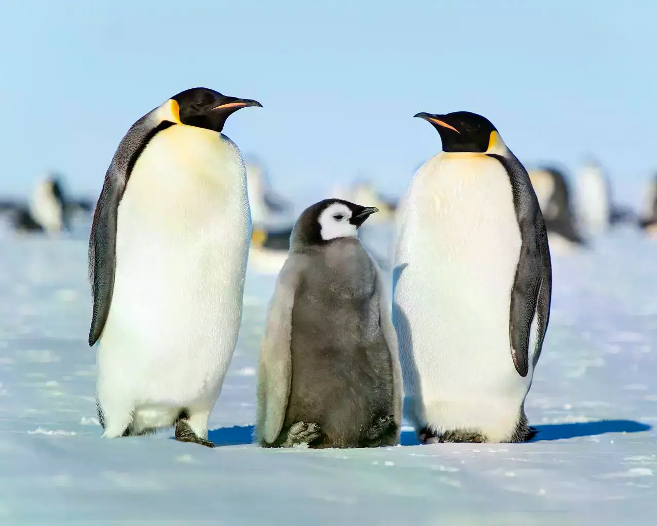 Pingüinos emperador en la Antártida.