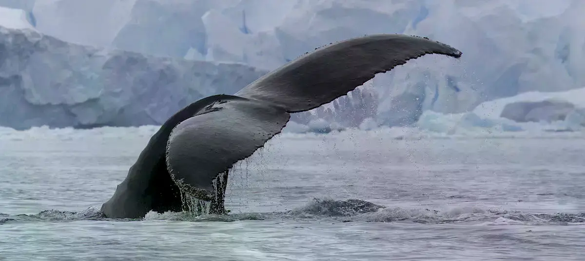 Ballena jorobada en la Antártida, donde se alimenta casi exclusivamente de krill.