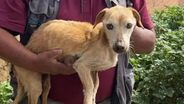 Rescate de un perrito abandonado