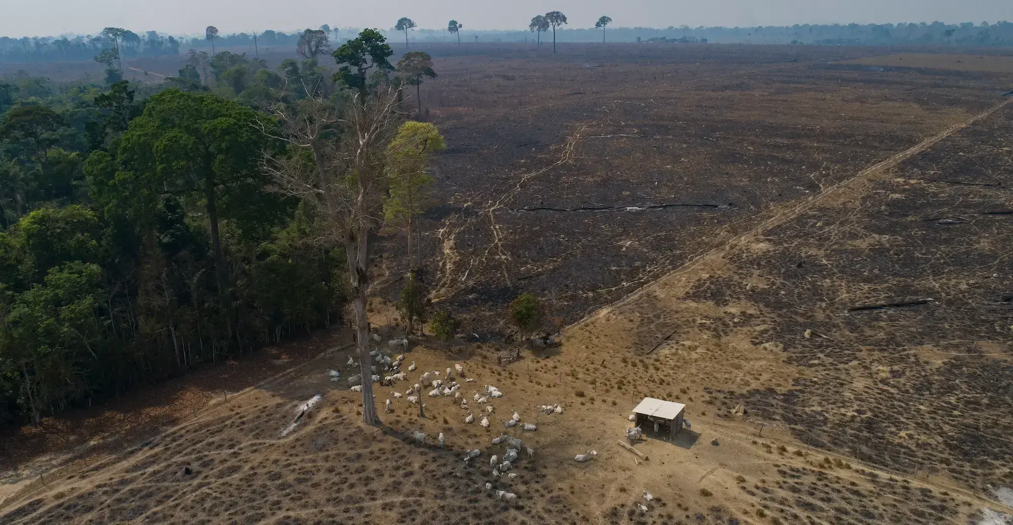 Ganado pasta en tierra recientemente quemada y deforestada cerca de Novo Progresso, estado de Pará, Brasil.