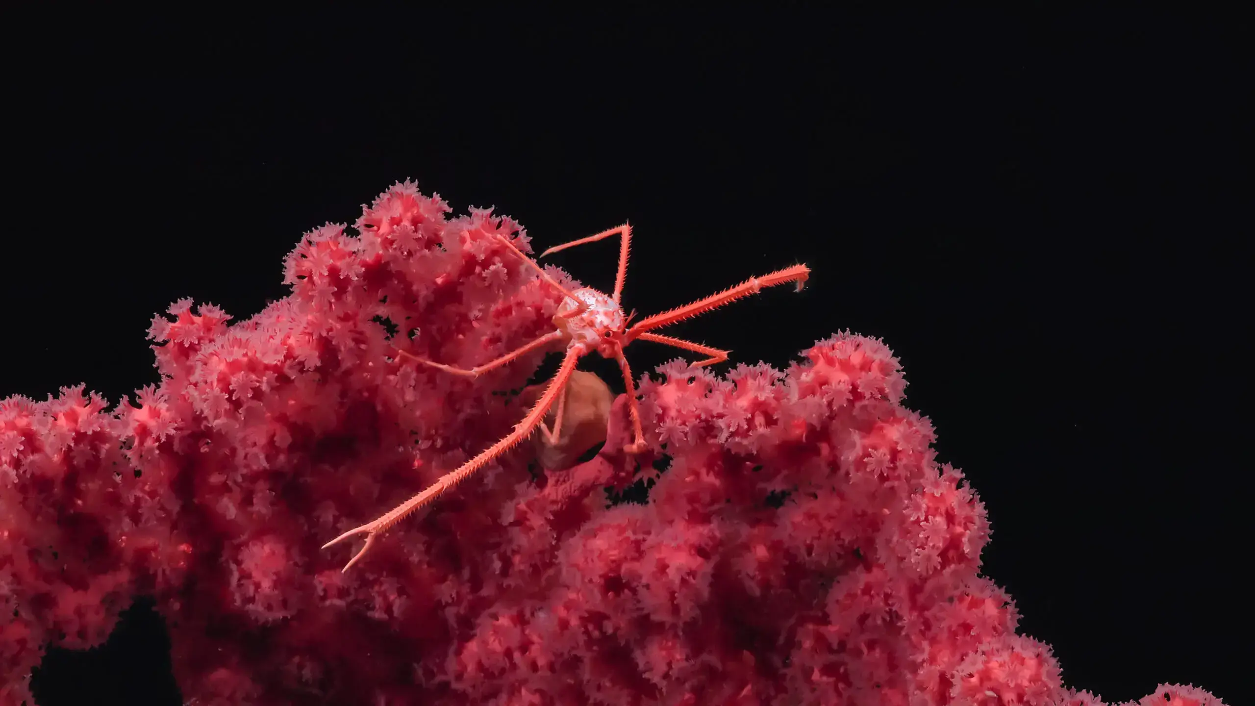 Una langosta "squat" documentada en el fondo marino.