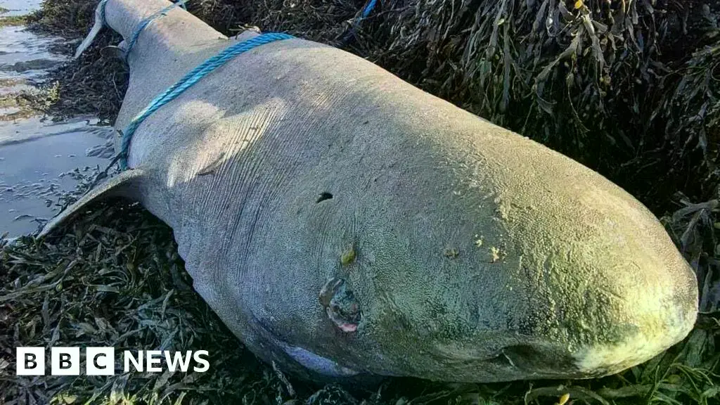 El tiburón de Groenlandia varado en la costa de Finisklin, Condado de Sligo.