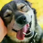 Protección animal en Bolivia choca con trabas legales y falta de voluntad política