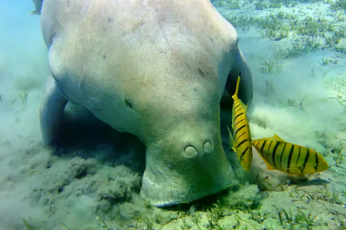Un dugongo con rémoras cerca de Marsa Alam, Egipto.