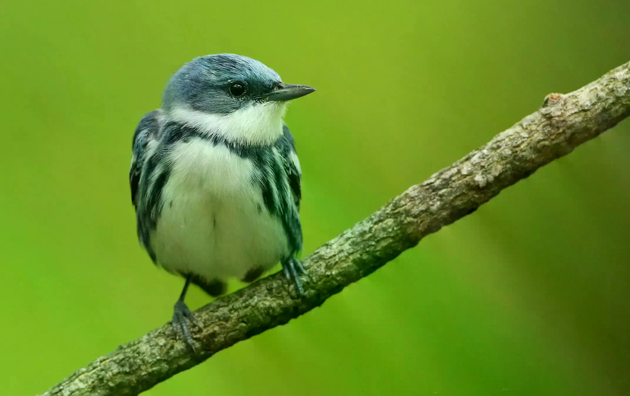 El correlimos canelo, una especie migratoria con riesgo elevado de extinción.