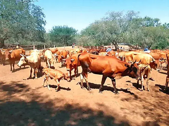Ganado del Centro Experimental El Salvador, de la Gobernación.