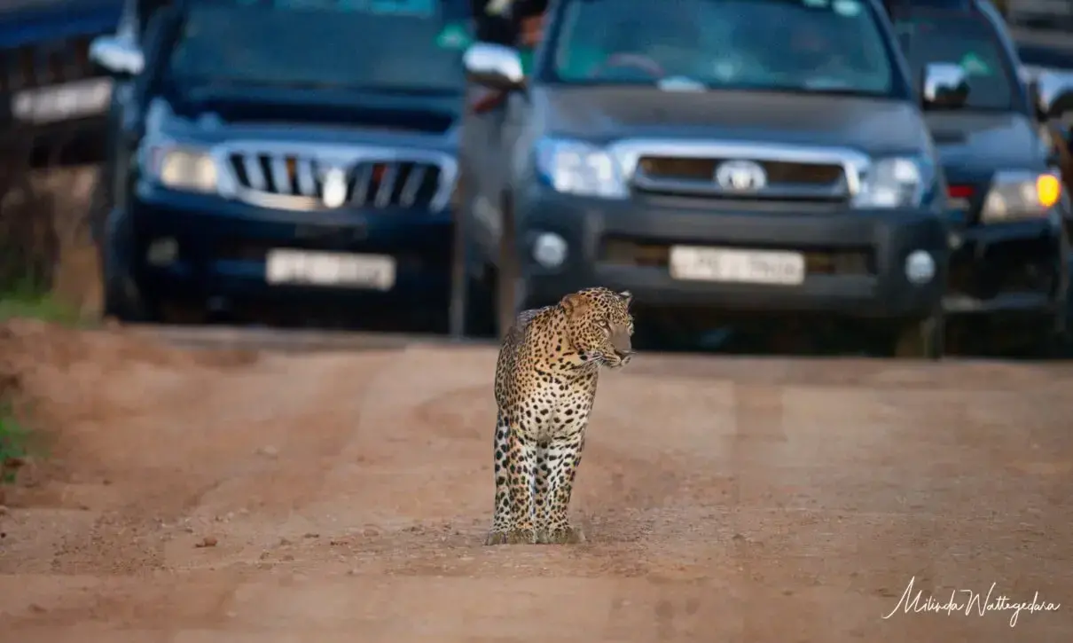 Un leopardo en el Parque Nacional Yala rodeado de jeeps de safari al fondo.