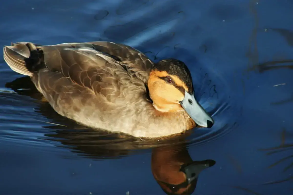 Una parte del vasto humedal de Liguasan visto desde la carretera en la provincia de Maguindanao.