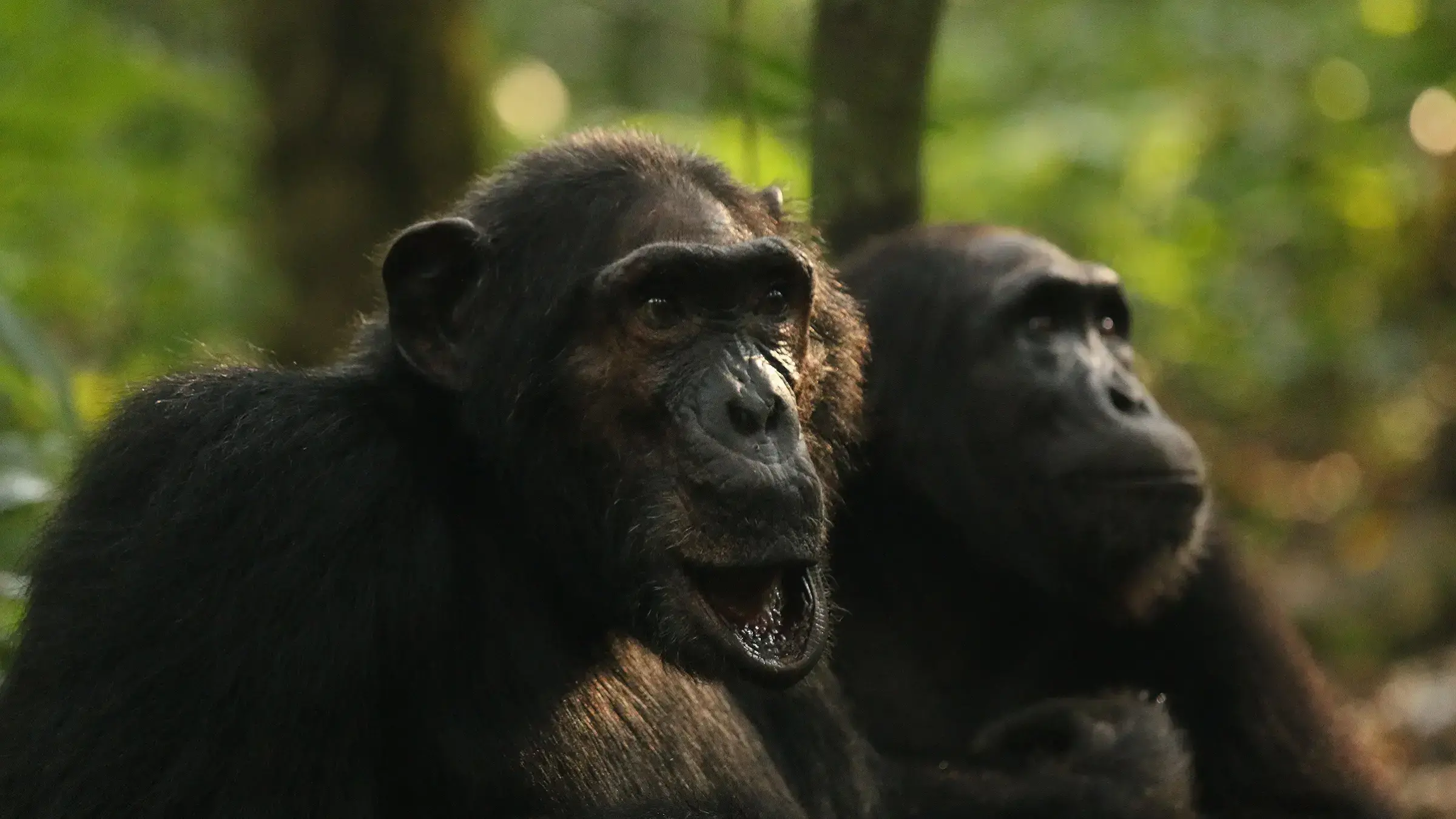 Chimpancés del grupo Ngogo antes de la división.