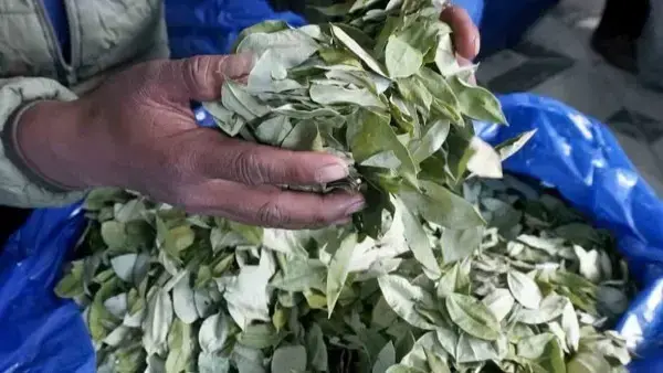 Comercialización de la hoja de coca.