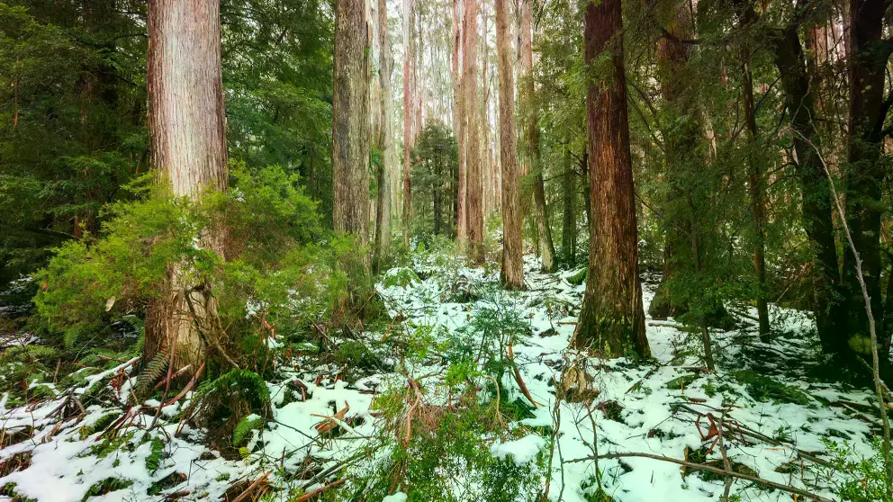 Árboles viejos de Alpine Ash muertos tras una tala clara en Victoria, Australia.
