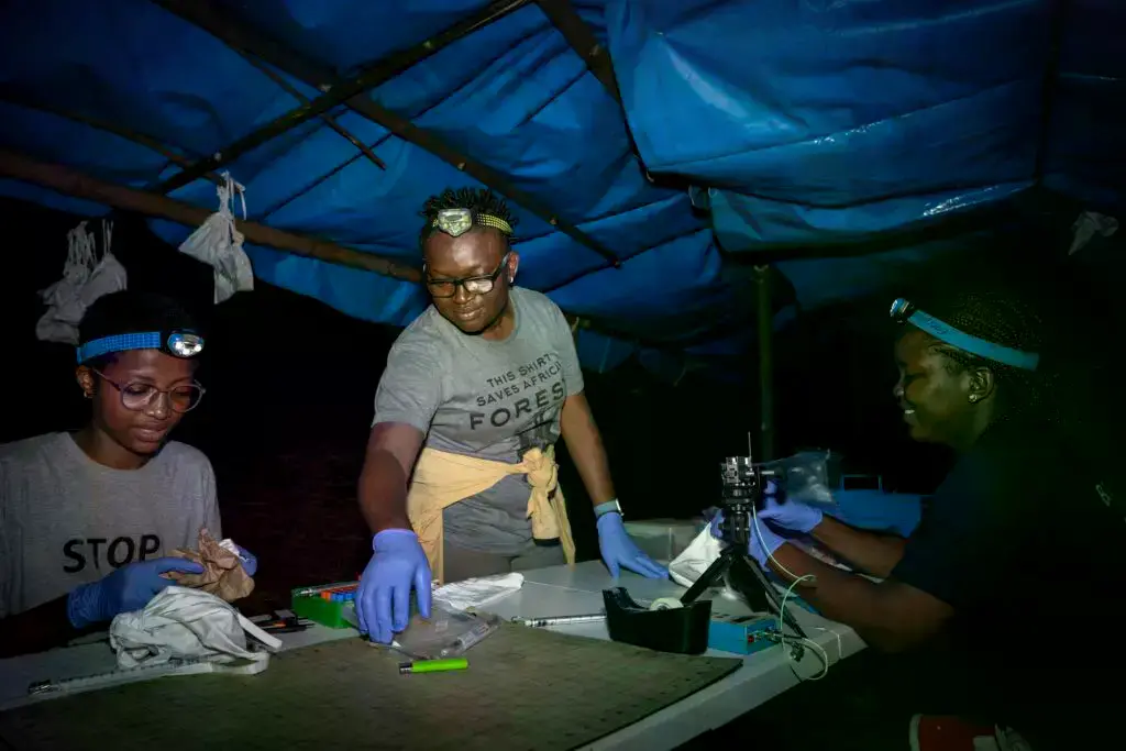 Iroro Tanshi con un murciélago de hoja redonda de cola corta en Odukpani, Estado de Cross River.
