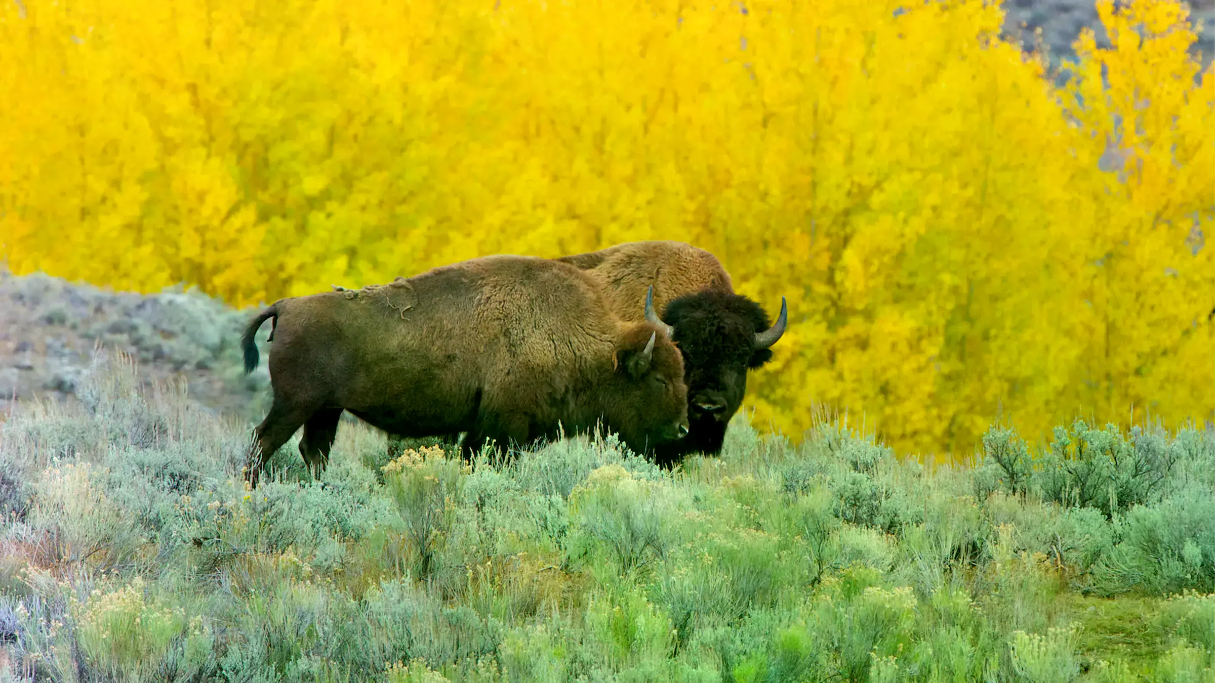 Alister Scott, director ejecutivo de la Alianza Global de Rewilding.