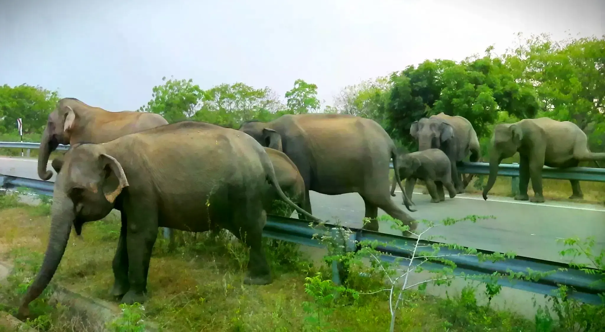 Imagen cortesía de MONLAR que muestra la tala de bosques para el parque solar.