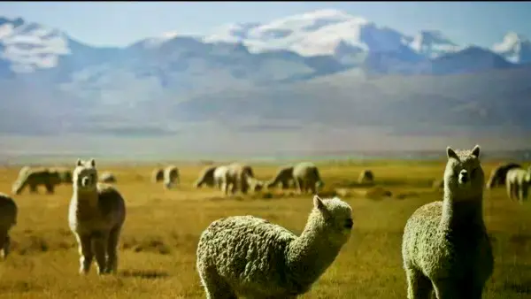 Experto advierte que la debilidad institucional frena el desarrollo camélido en Bolivia