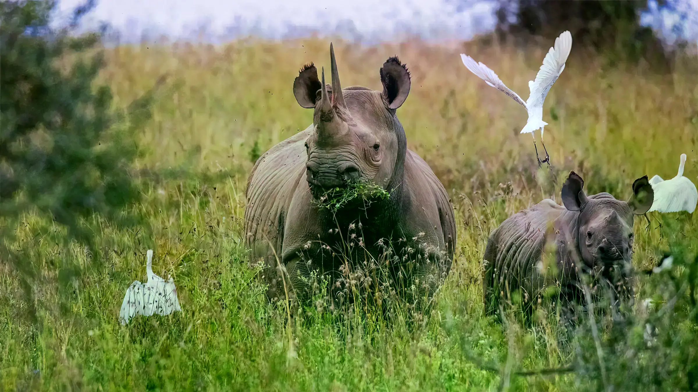 Un cuerno de rinoceronte negro, especie en peligro crítico.