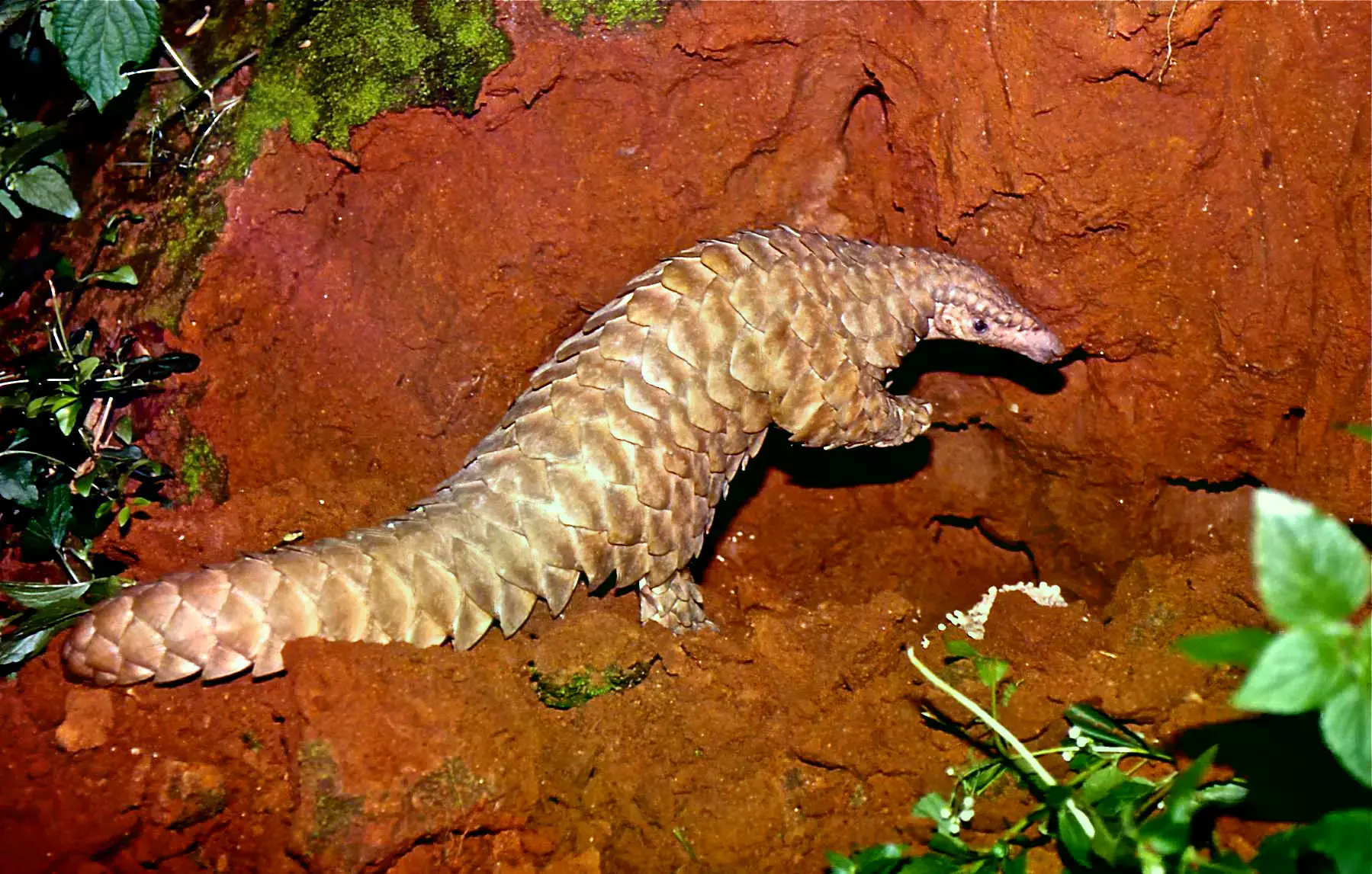 Un pangolín chino en su hábitat natural.