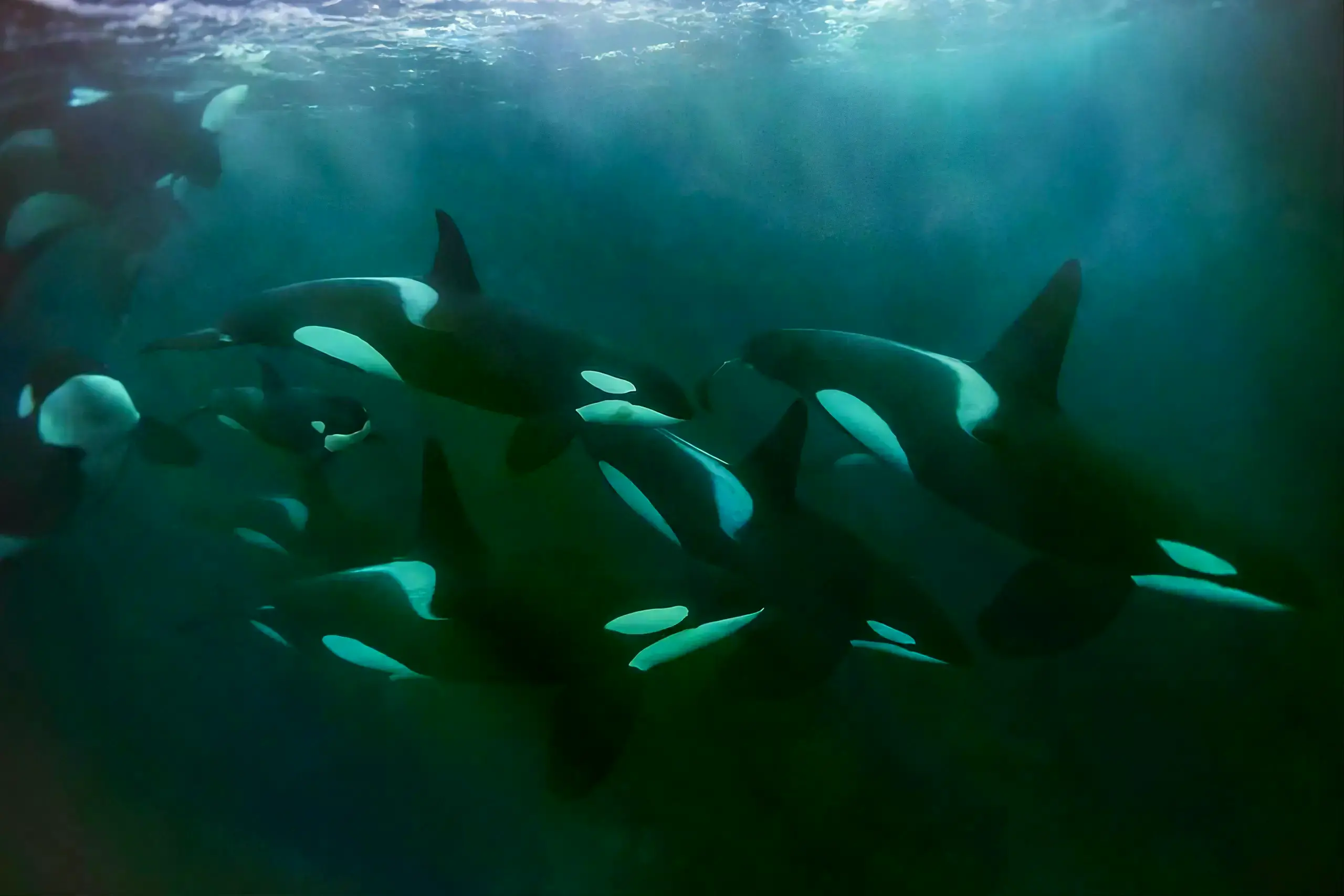 Imagen de Bart Rulon que muestra a las orcas residentes del sur
