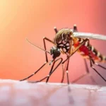 Suben a 15 los casos sospechosos de fiebre amarilla en Santa Cruz